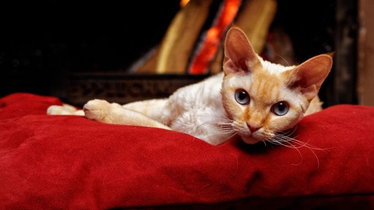 Are Devon Rex Cats Really Hypoallergenic? Let’s Break It Down