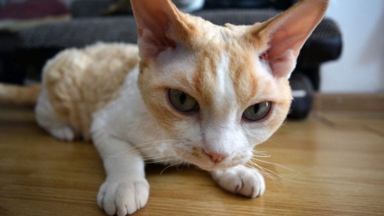 How Much Is a Devon Rex Cat in 2025?