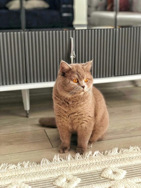 A cute British Shorthair cat with orange eyes sits on a rug inside a modern home.