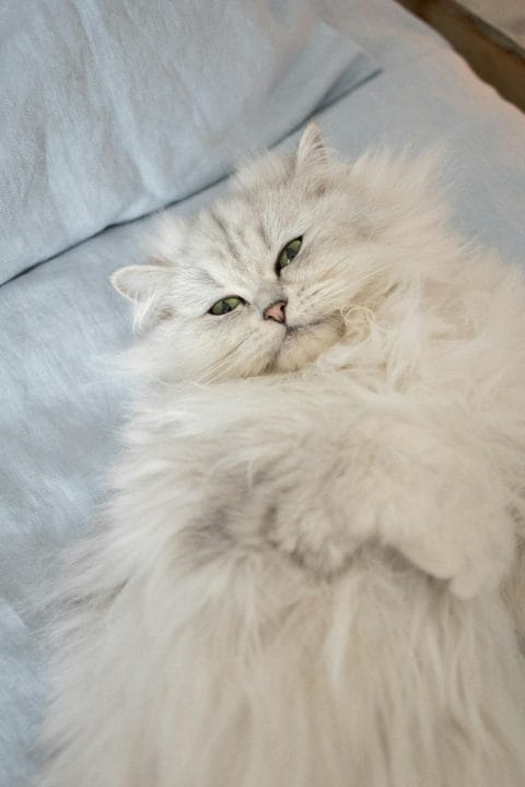 Charming white Persian cat resting on a soft bed indoors.