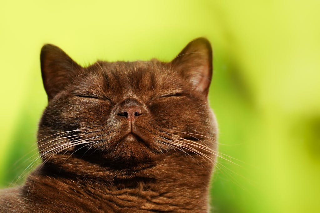 Close-up of a Burmese cat peacefully sleeping with eyes closed against a yellow-green background.