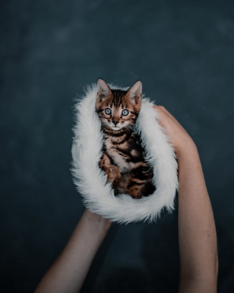 Cute Bengal kitten held in soft fluffy bed by hands with blurred green background.
