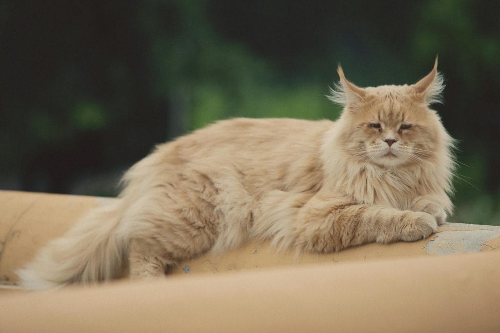 Fluffy Maine Coon cat resting outdoors, showcasing its luxurious fur and relaxed demeanor.