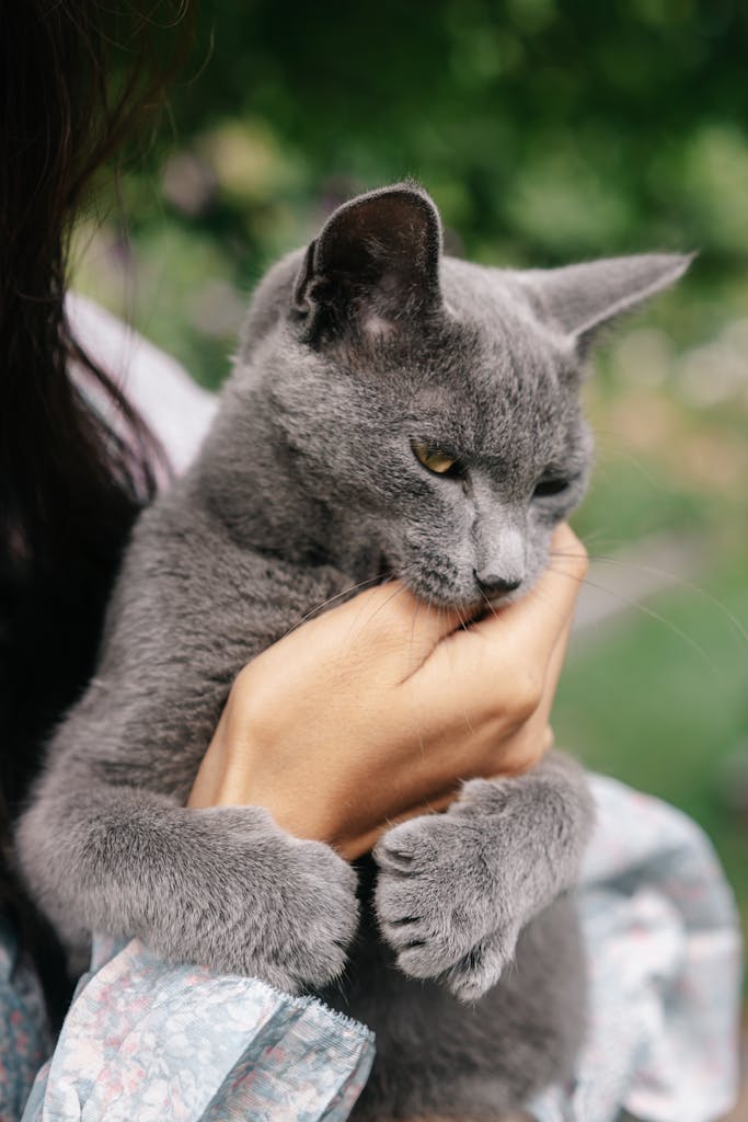 Grey Russian Blue cat in a close embrace, captured in a natural light setting.