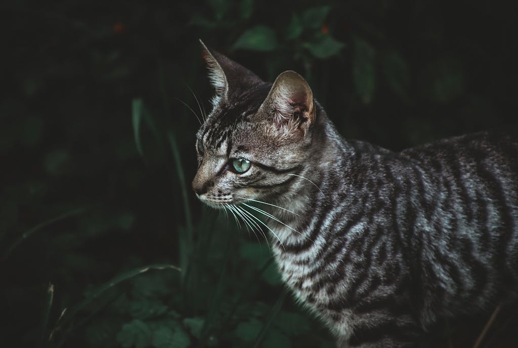 Intimate portrait of a Toyger cat in a grassy field showcasing its unique stripes.