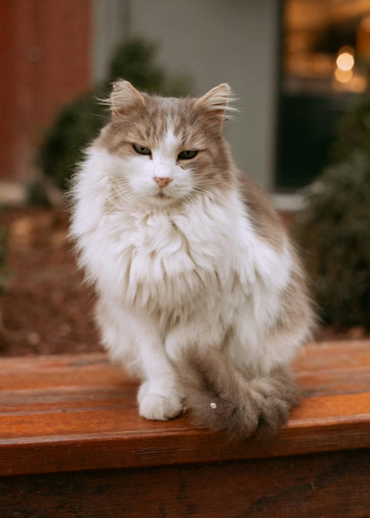 A fluffy Ragamuffin cat sits gracefully on a wooden bench in Istanbul, showcasing its beauty.