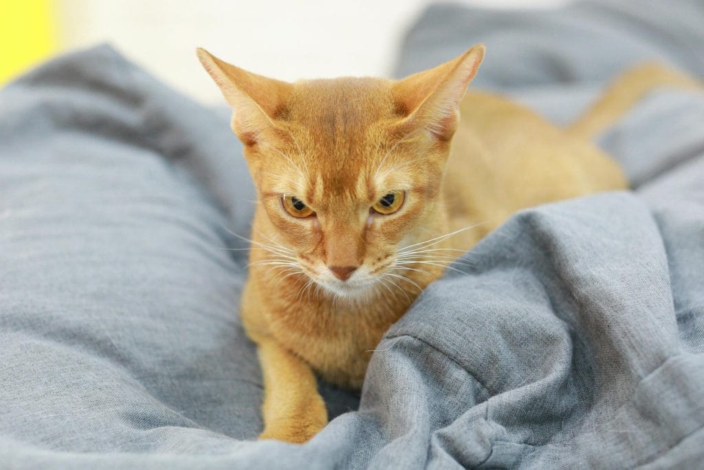 Adorable Abyssinian cat lying on soft fabric, close-up shot.