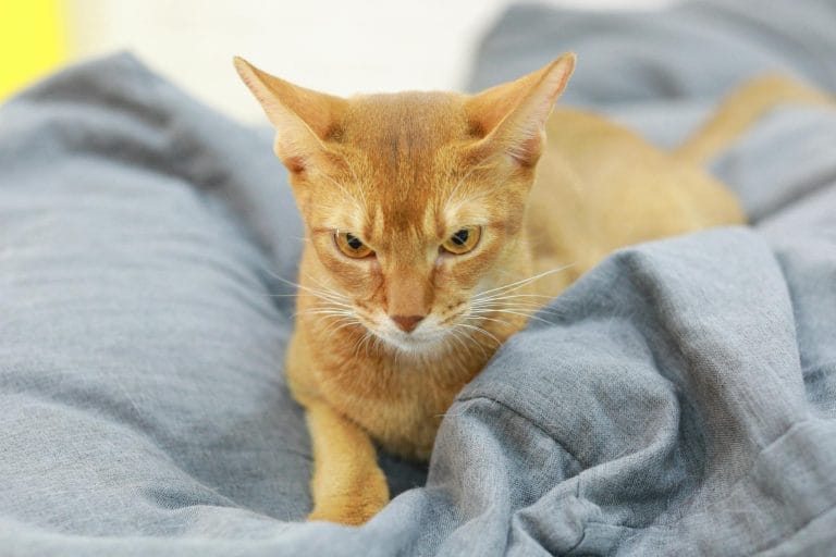 Adorable Abyssinian cat lying on soft fabric, close-up shot.