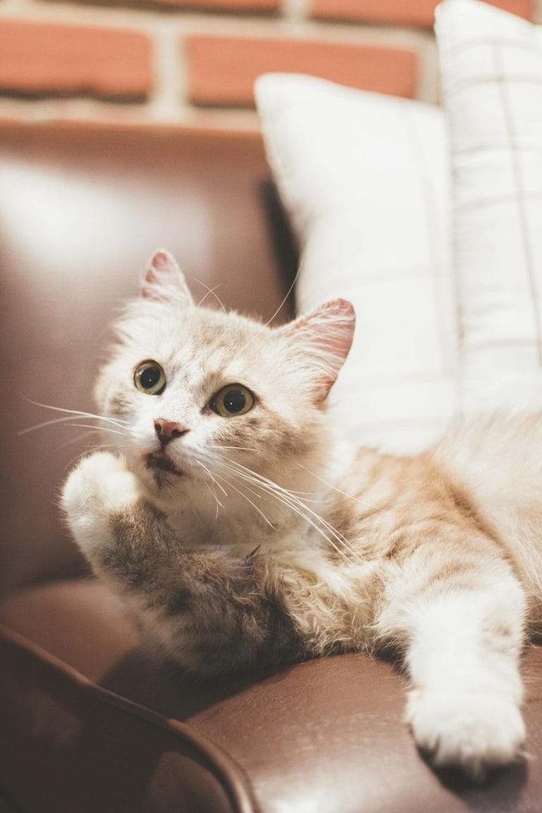 Adorable Ragamuffin cat lounging on a leather couch, emphasizing its soft, furry coat and curious whiskers.