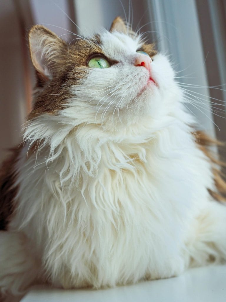 Close-up of a fluffy Ragamuffin cat with captivating green eyes gazing upwards.
