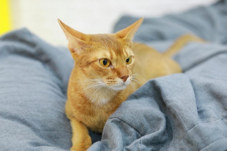 Close-up of a relaxed Abyssinian cat laying on a gray blanket with a focused gaze.