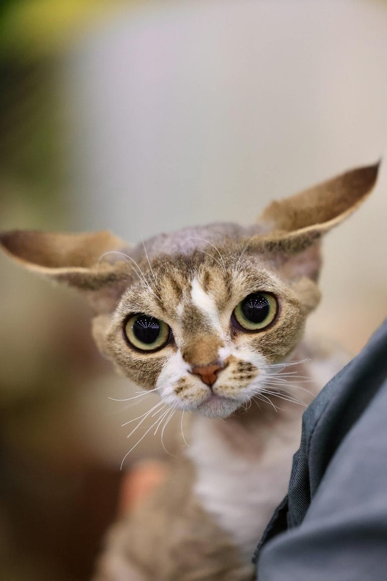 Portrait of a Devon Rex cat with striking big eyes and short hair, showcasing its unique features.