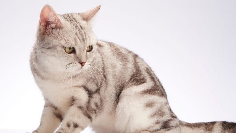 American Shorthair vs Domestic Shorthair: What’s the Actual Difference?