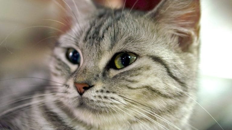 what do american shorthair cats eat?