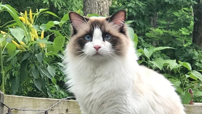 5 Outdoor Cat Gardens So Fun You’ll Want to Move In Too