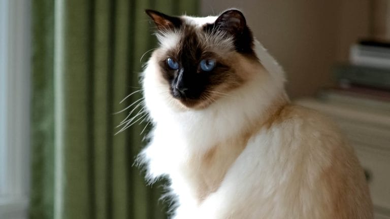 How Rare Is a Balinese Cat? (And Why You Might Struggle to Find One)