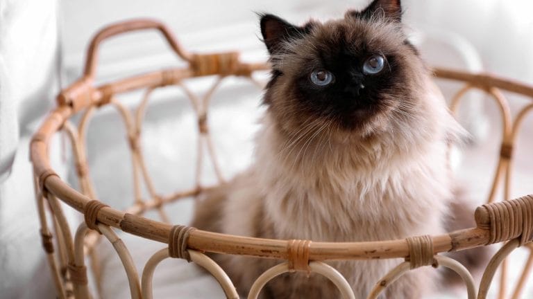What Does a Balinese Cat Eat?