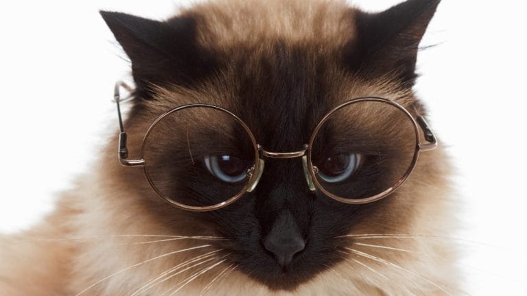 How Long Does a Balinese Cat Live? (And How to Help Yours Live Longer)