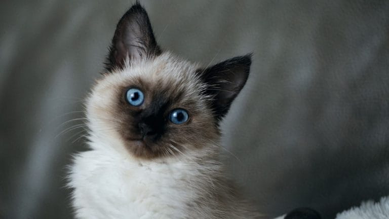 What Breed of Cat Did the Balinese Originate From?