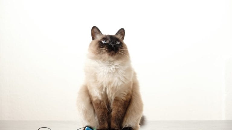 What Does a Balinese Cat Look Like?