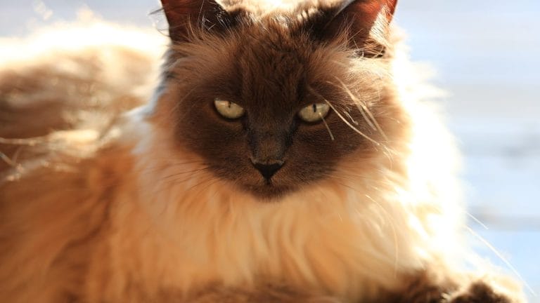 Is a Balinese Cat Hypoallergenic? Let’s Clear the Air (Literally)
