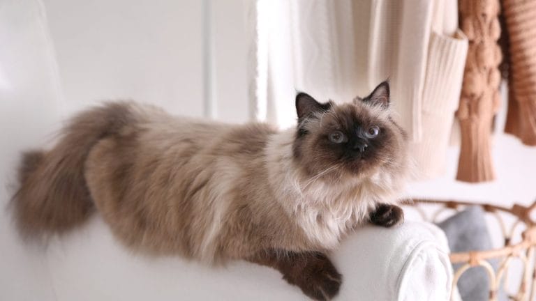 Where Can I Get a Balinese Cat?