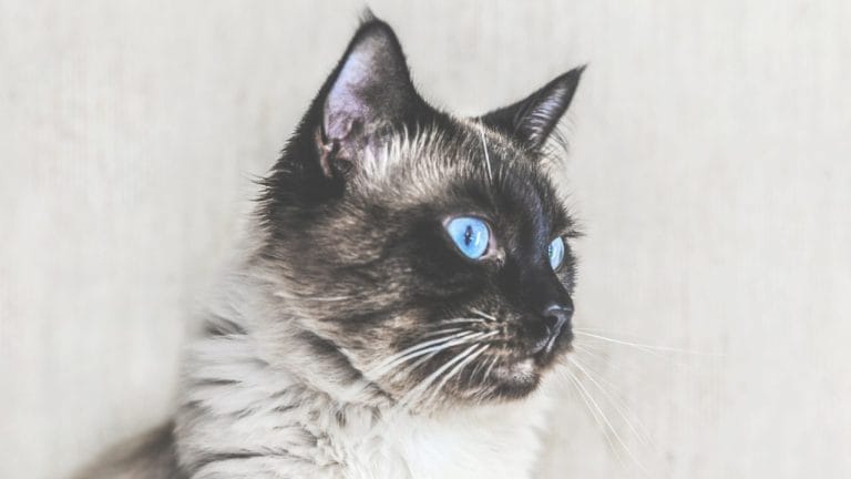 How Much Is a Balinese Cat? (And Is It Worth It?)