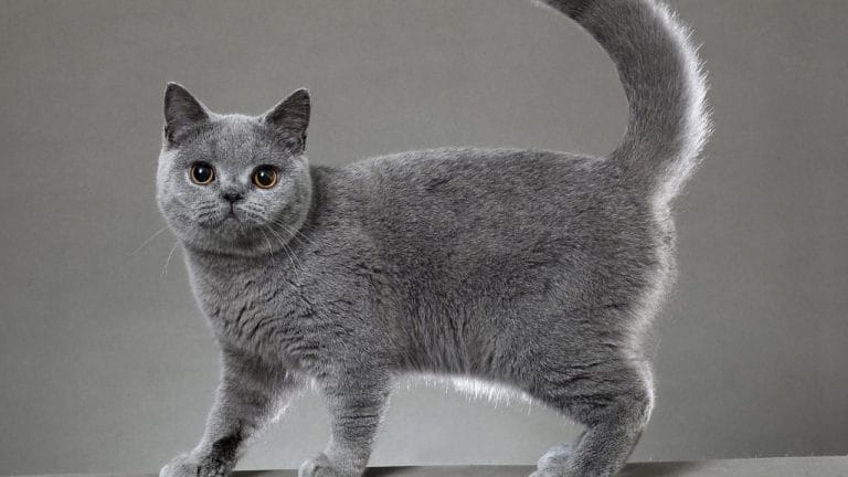 How Big Do British Shorthair Cats Get?