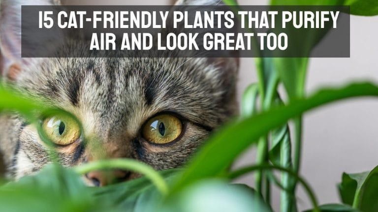 15 Cat-Friendly Plants That Purify Air and Look Great Too