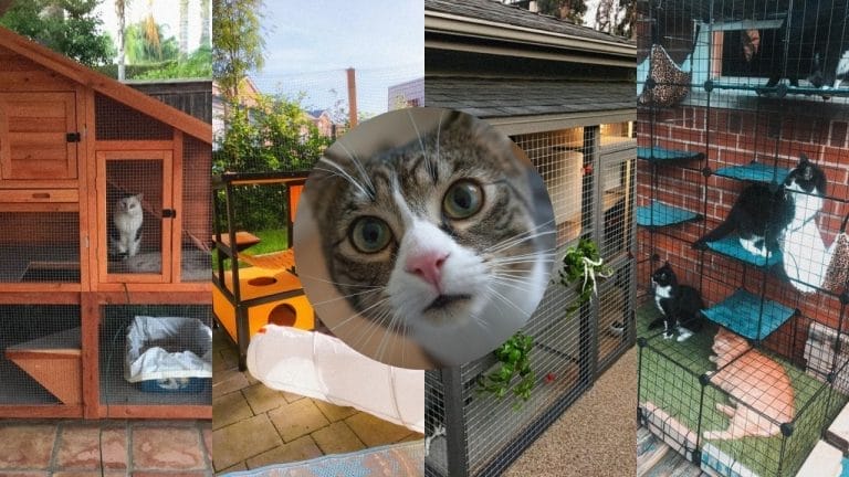 7 DIY Cat Outdoor Enclosure & Catio Ideas for Happy, Safe Cats
