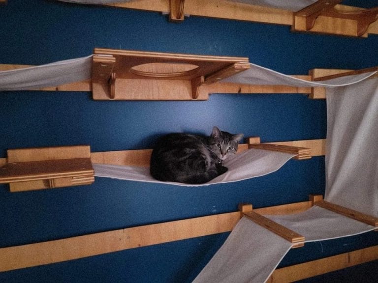 7 DIY Cat Wall Furniture Ideas That’ll Make Your Cat Climb With Joy