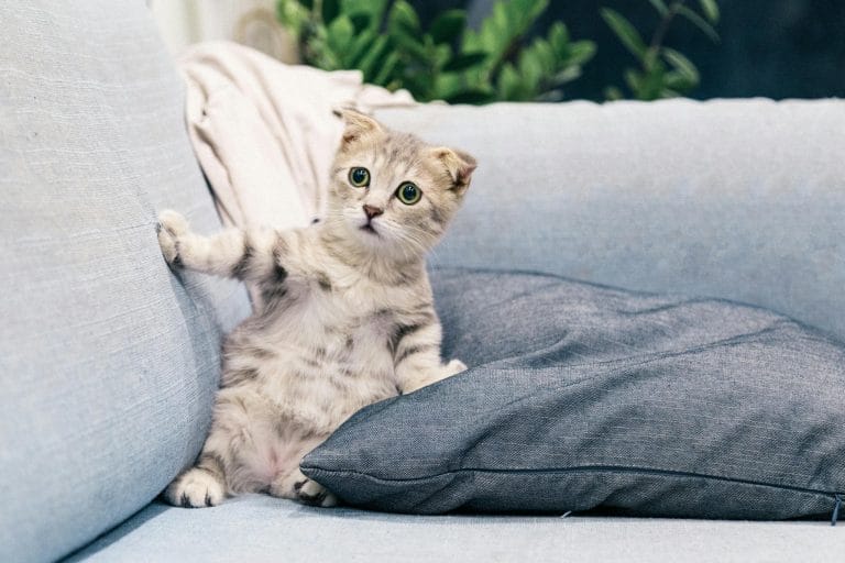 Cute Scottish Fold kitten sitting on a comfy sofa indoors, adding charm to any living space.